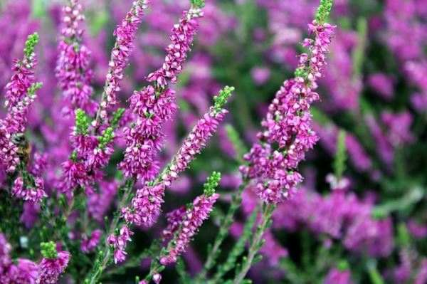 5 растений компаньонов для голубики