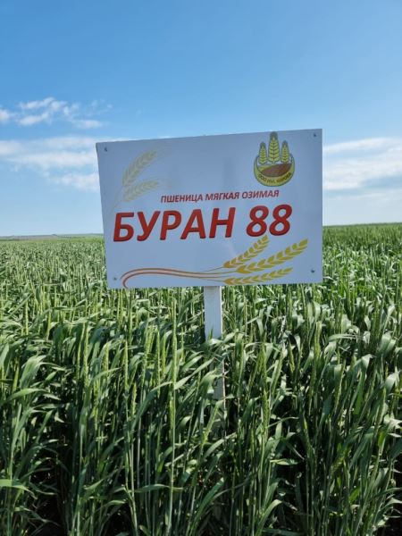 25 сортов озимой пшеницы представил НЦЗ имени Лукьяненко в Ростовской области