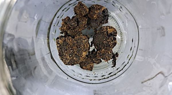 Растительное масло может помочь в экологической очистке акватории Чёрного моря
