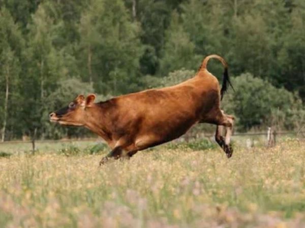 Свободные коровы танцуют от радости